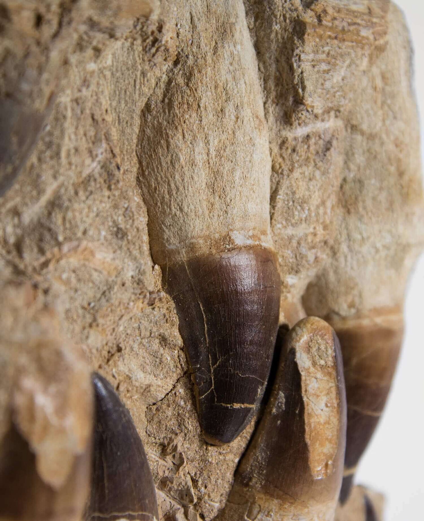 A stunning museum-standard rare 3d double-sided fossil Prognathodon giganteus mosasaurus jaw for sale measuring 370mm