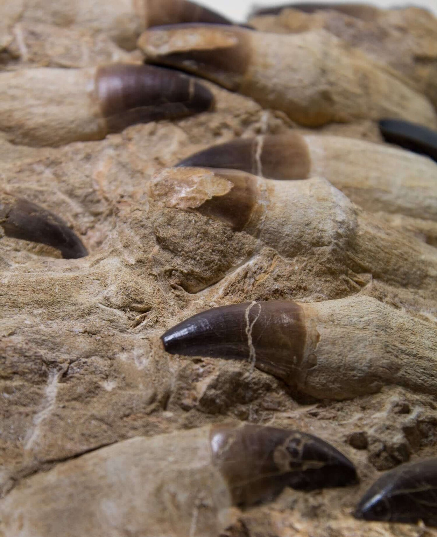 A stunning museum-standard rare 3d double-sided fossil Prognathodon giganteus mosasaurus jaw for sale measuring 370mm