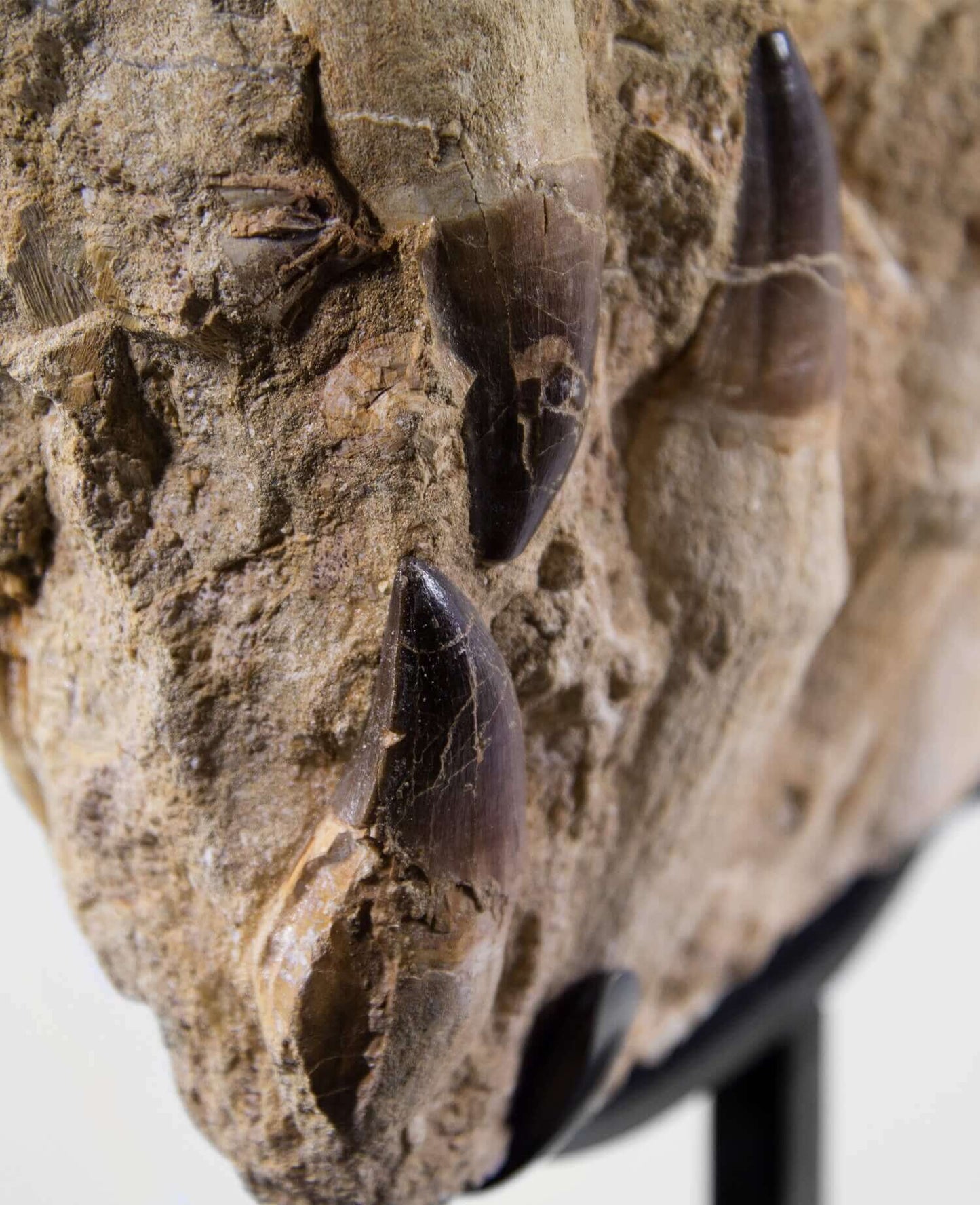 A stunning museum-standard rare 3d double-sided fossil Prognathodon giganteus mosasaurus jaw for sale measuring 370mm