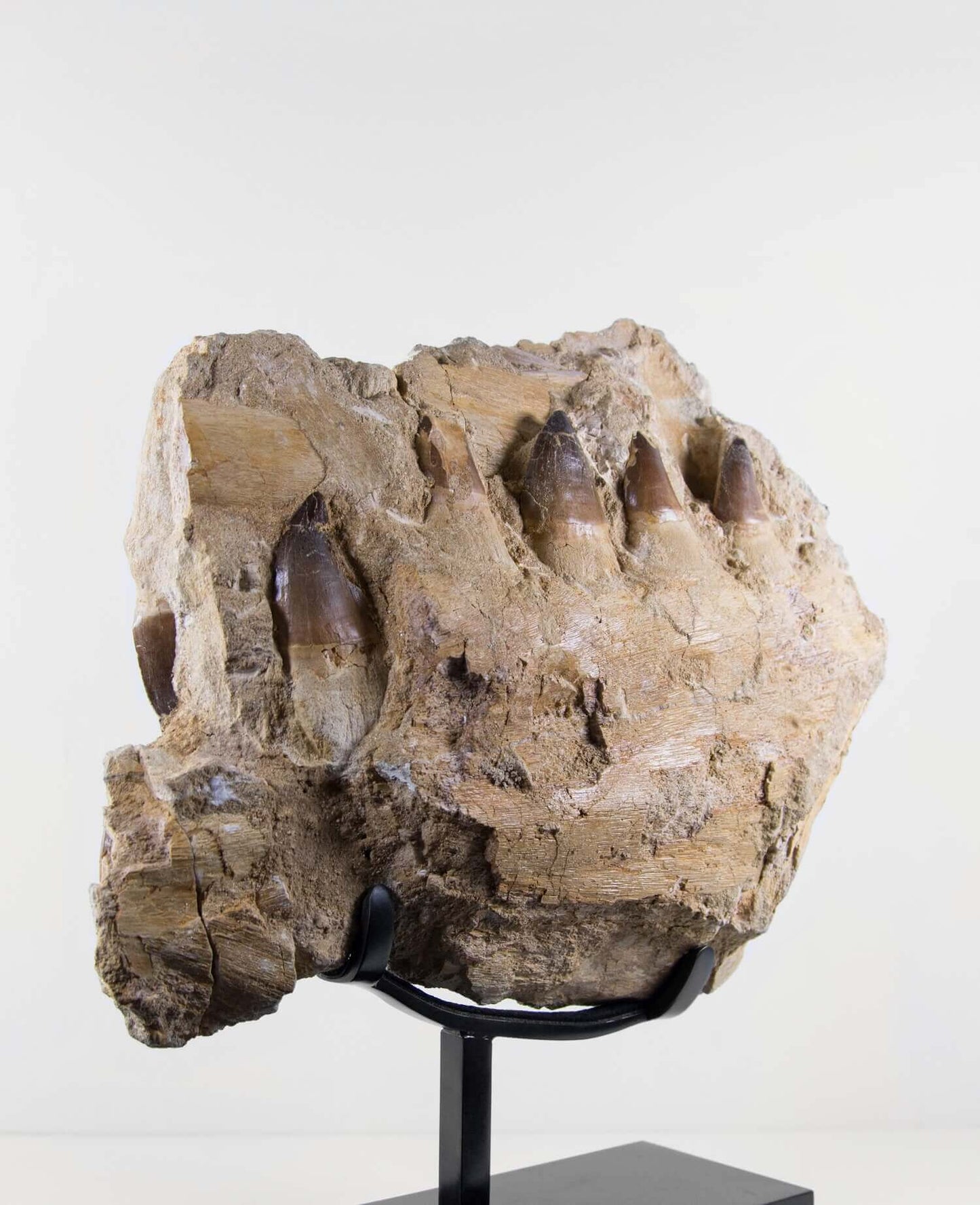 A stunning museum-standard rare 3d double-sided fossil Prognathodon giganteus mosasaurus jaw for sale measuring 370mm