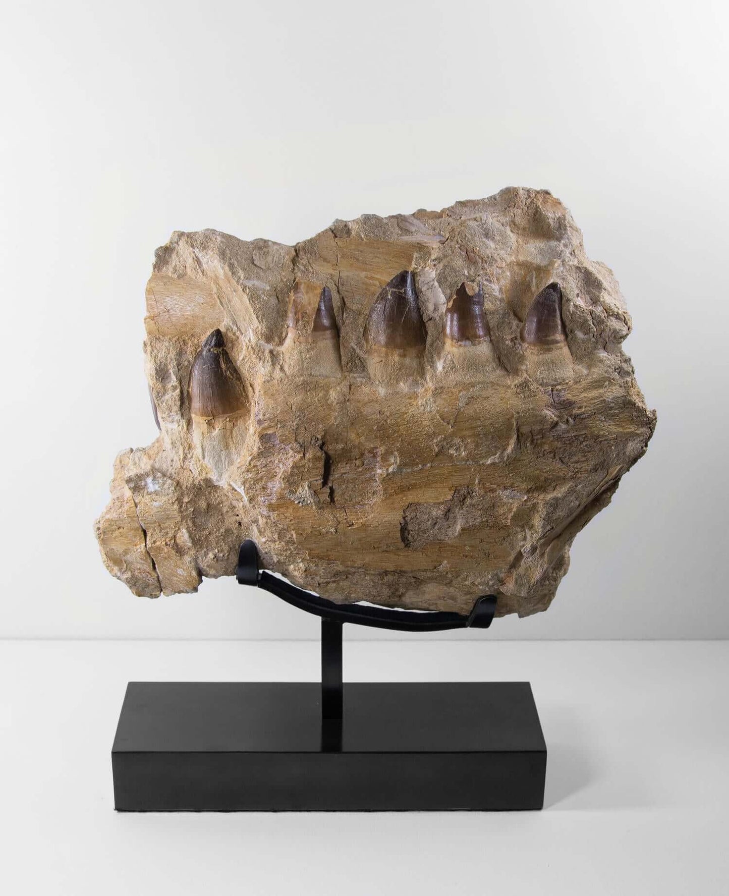 A stunning museum-standard rare 3d double-sided fossil Prognathodon giganteus mosasaurus jaw for sale measuring 370mm