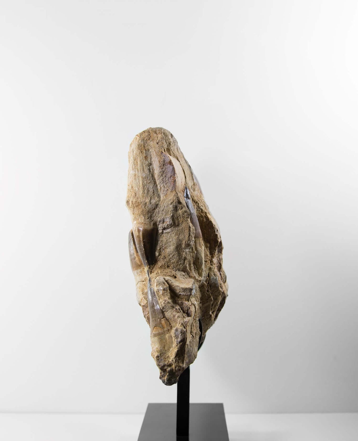 A stunning museum-standard rare 3d double-sided fossil Prognathodon giganteus mosasaurus jaw for sale measuring 370mm
