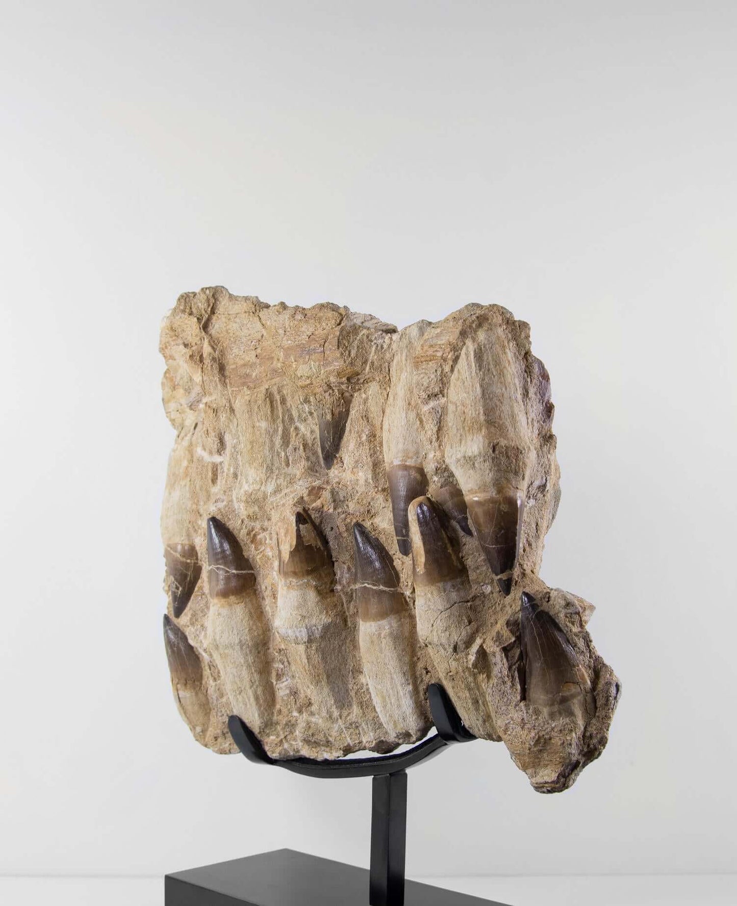 A stunning museum-standard rare 3d double-sided fossil Prognathodon giganteus mosasaurus jaw for sale measuring 370mm