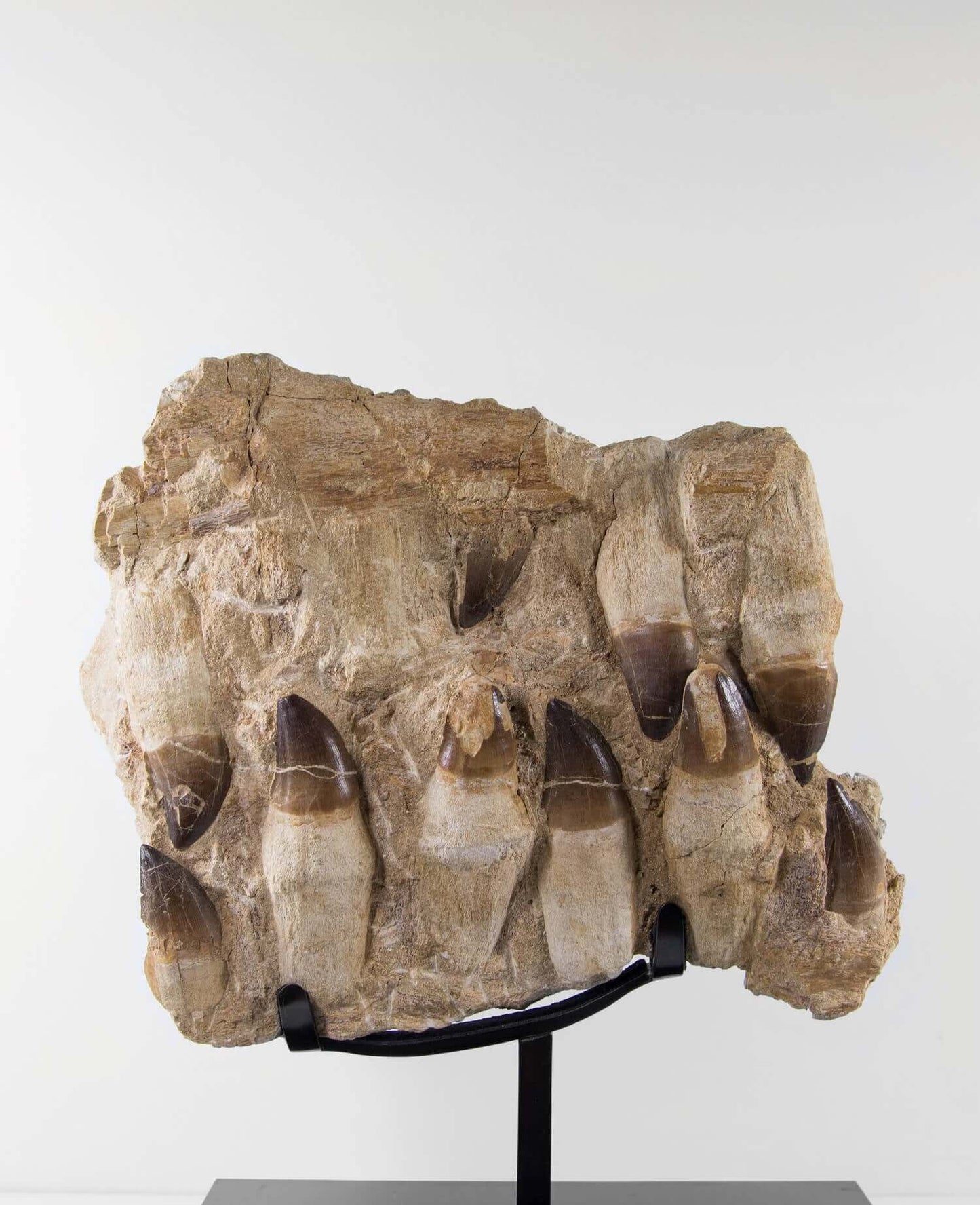 A stunning museum-standard rare 3d double-sided fossil Prognathodon giganteus mosasaurus jaw for sale measuring 370mm