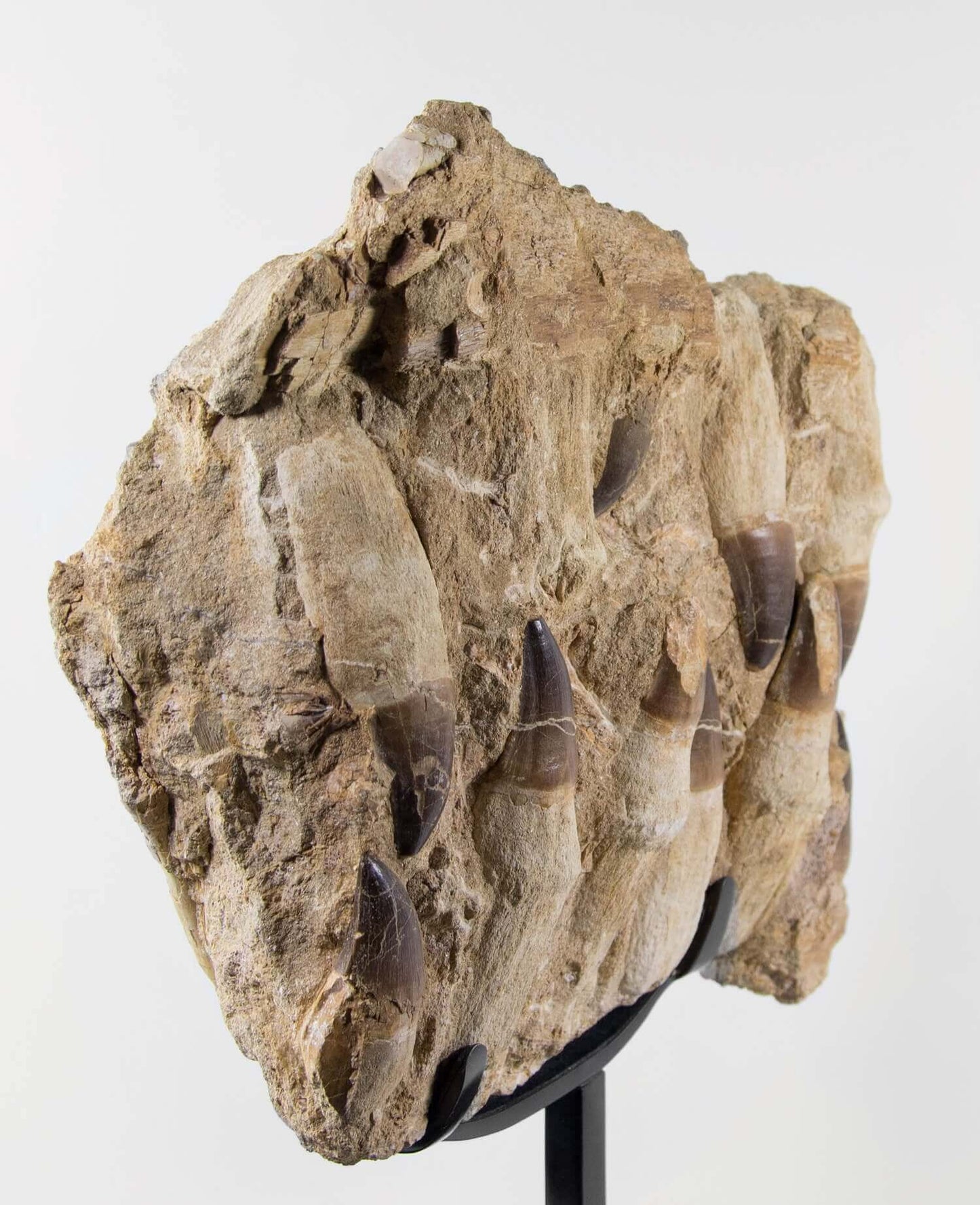 A stunning museum-standard rare 3d double-sided fossil Prognathodon giganteus mosasaurus jaw for sale measuring 370mm