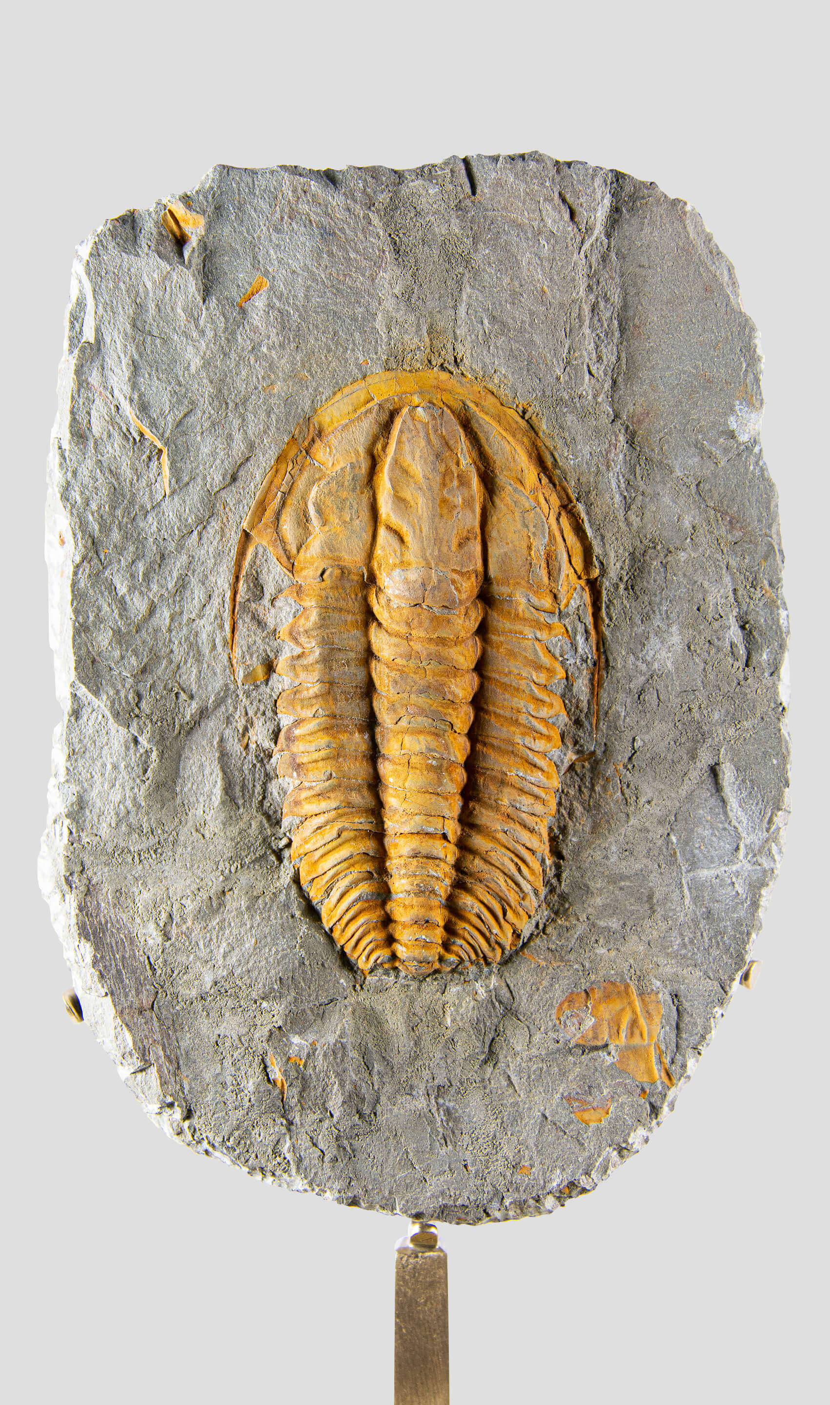 Rare fossil saukianda andalusiae trilobite for sale on brass stand 40