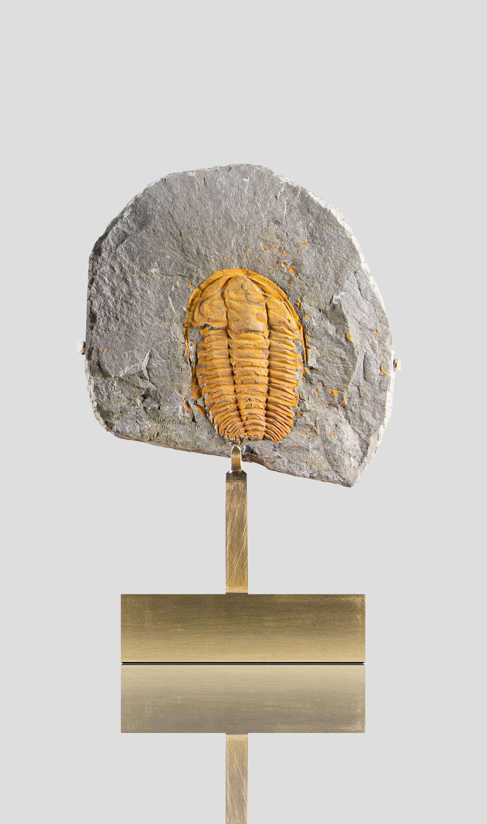 Rare fossil saukianda andalusiae trilobite for sale on brass stand 12