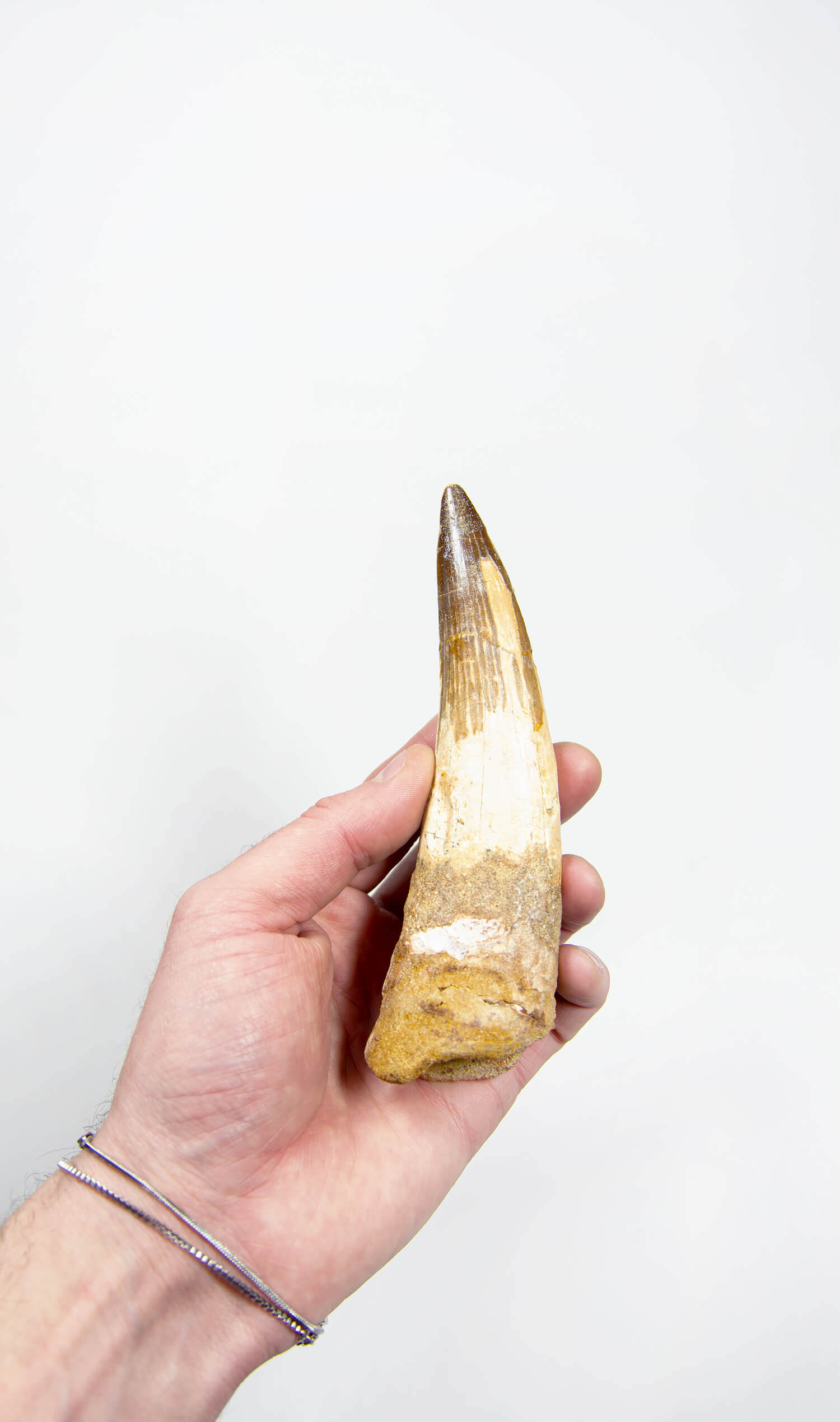 fossil dinosaur spinosaurus tooth for sale at the uk fossil store 148