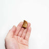 real fossil dinosaur carcharodontosaurus tooth for sale at the uk fossil store 23