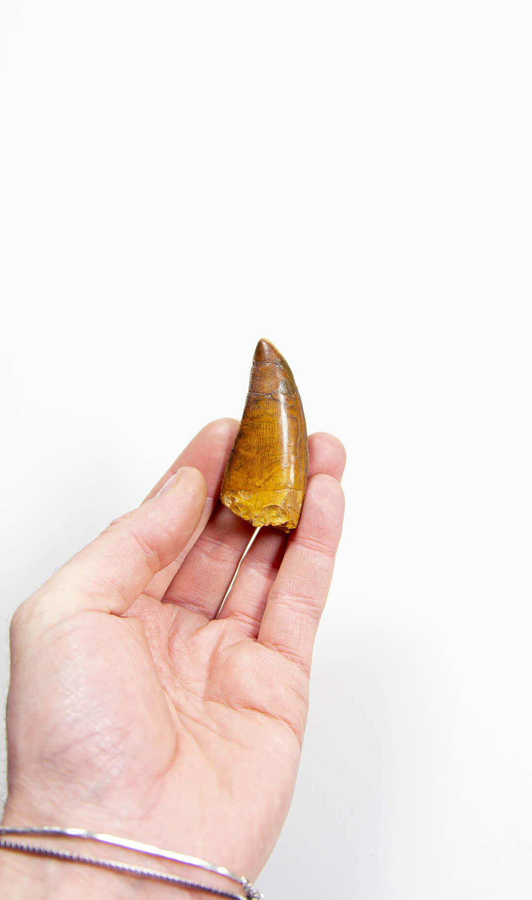 real fossil dinosaur carcharodontosaurus tooth for sale at the uk fossil store 26