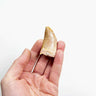 real fossil dinosaur carcharodontosaurus tooth for sale at the uk fossil store 35