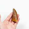 real fossil dinosaur carcharodontosaurus tooth for sale at the uk fossil store 48