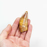 real fossil dinosaur carcharodontosaurus tooth for sale at the uk fossil store 52