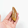 real fossil dinosaur carcharodontosaurus tooth for sale at the uk fossil store 56