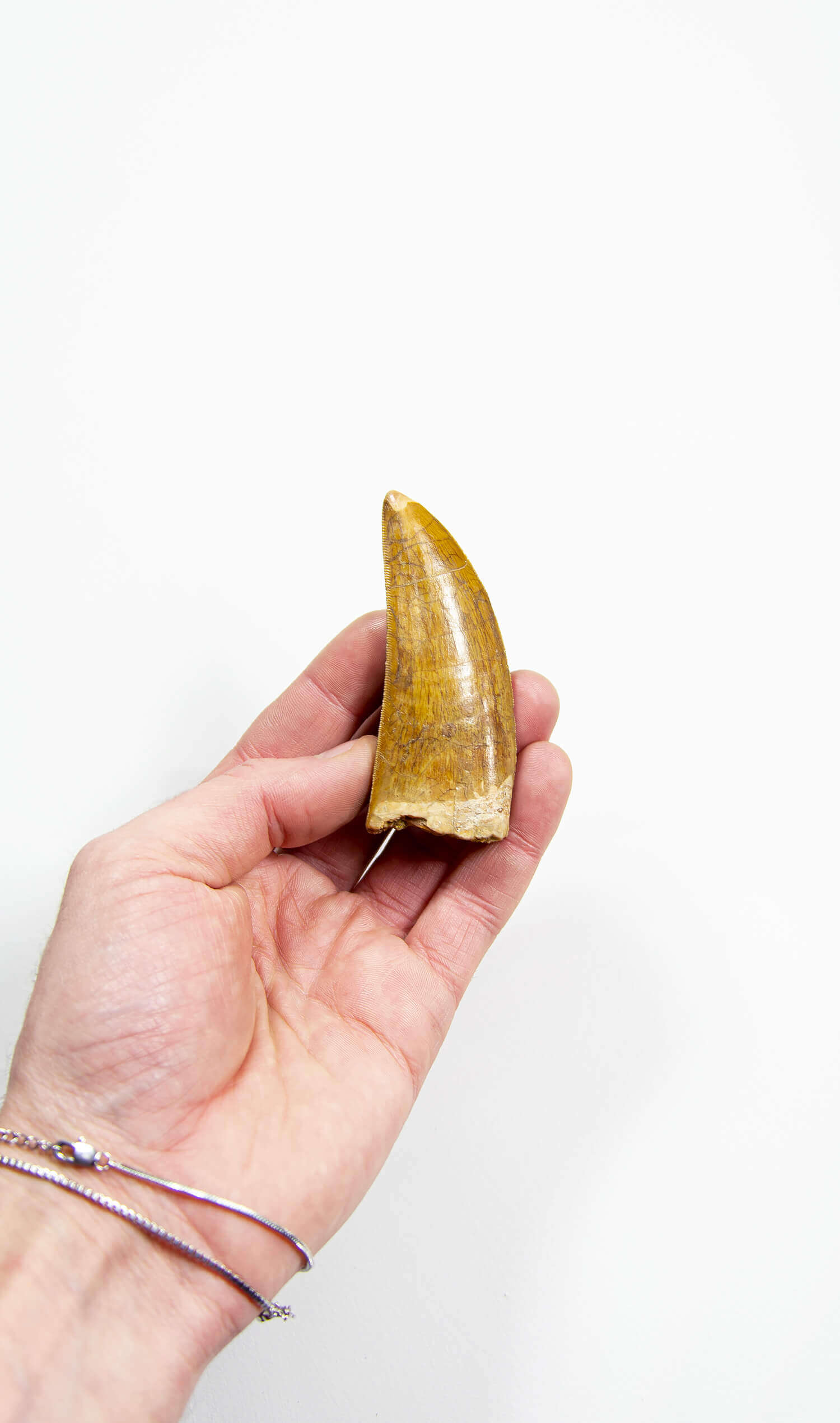 Real Dinosaur T Rex Carcharodontosaurus Tooth For Sale 90mm