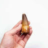 fossil dinosaur spinosaurus tooth for sale at the uk fossil store 93