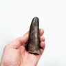 fossil dinosaur spinosaurus tooth for sale at the uk fossil store 96