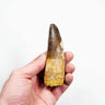 fossil dinosaur spinosaurus tooth for sale at the uk fossil store 98