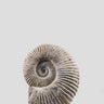 mantelliceras ammonite for sale on stainless steel swivel stand 04