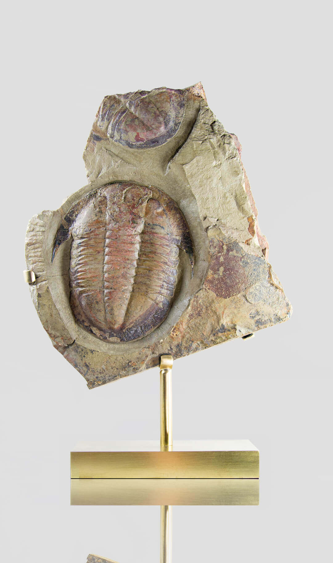 Fossil trilobites for sale on brass stands for interiors at the fossil store 00