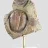 Fossil trilobites for sale on brass stands for interiors at the fossil store 00
