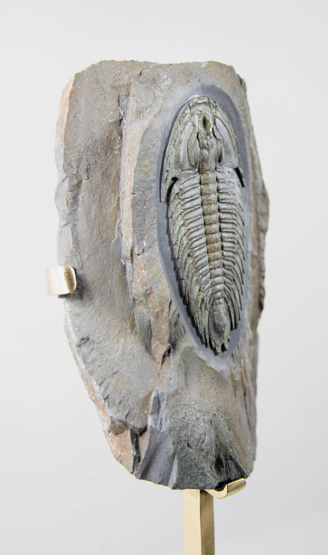 Fossil trilobites for sale on brass stands for interiors at the fossil store 36