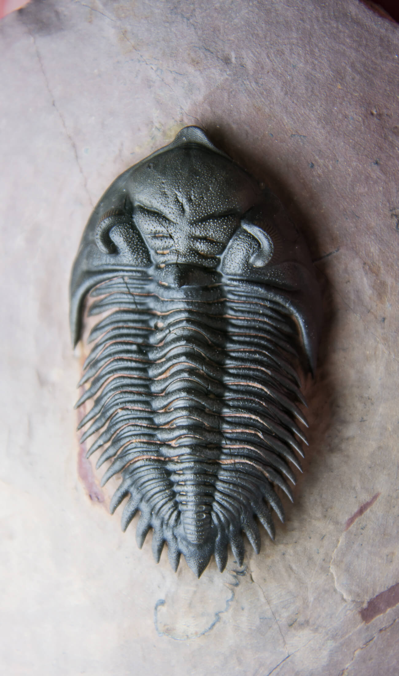 A beautifully sized Metacanthina maderensis fossil trilobite within the original authentic bedrock measuring 102mm