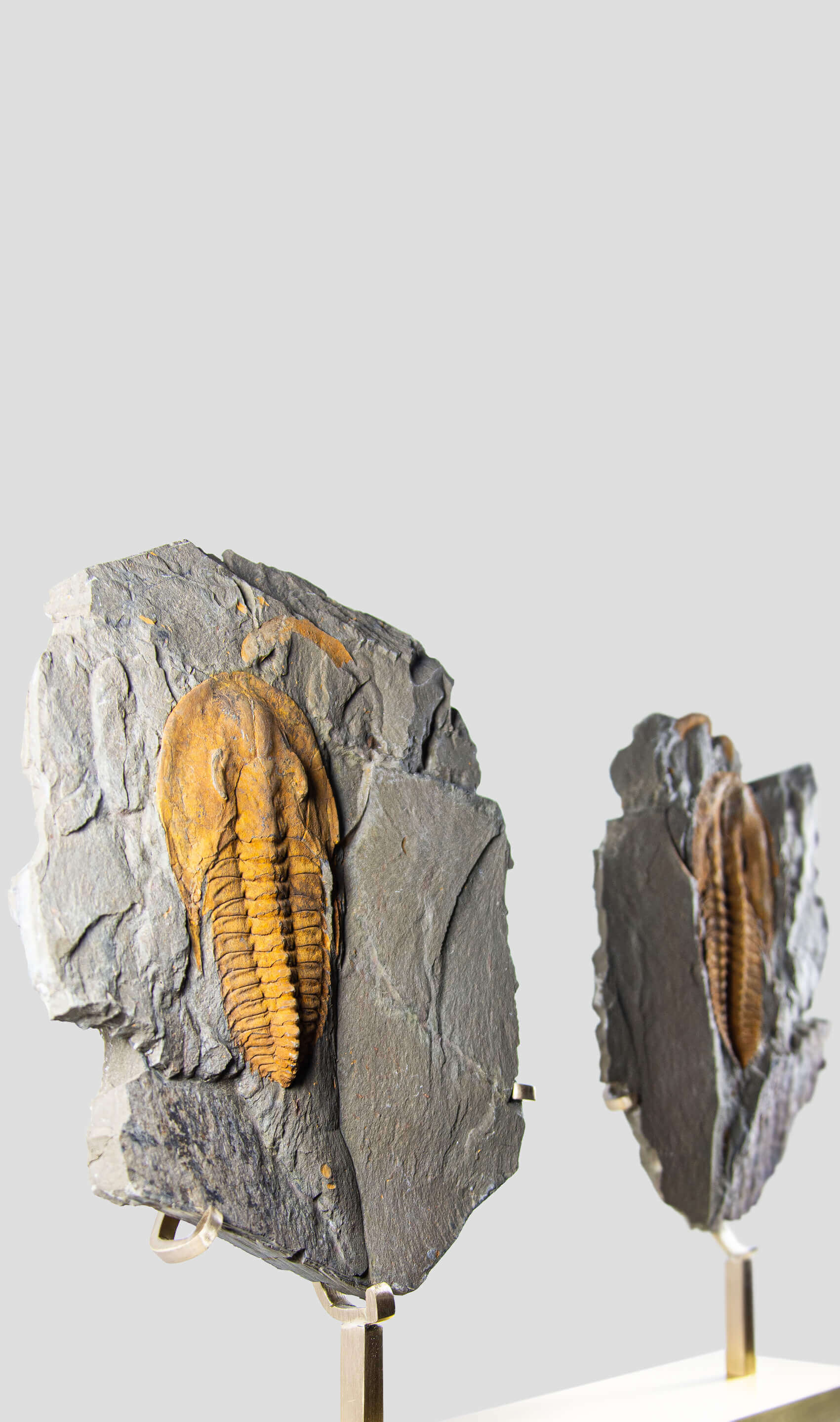 A stunning authentic and rare fossil paradoxes trilobite for sale 310