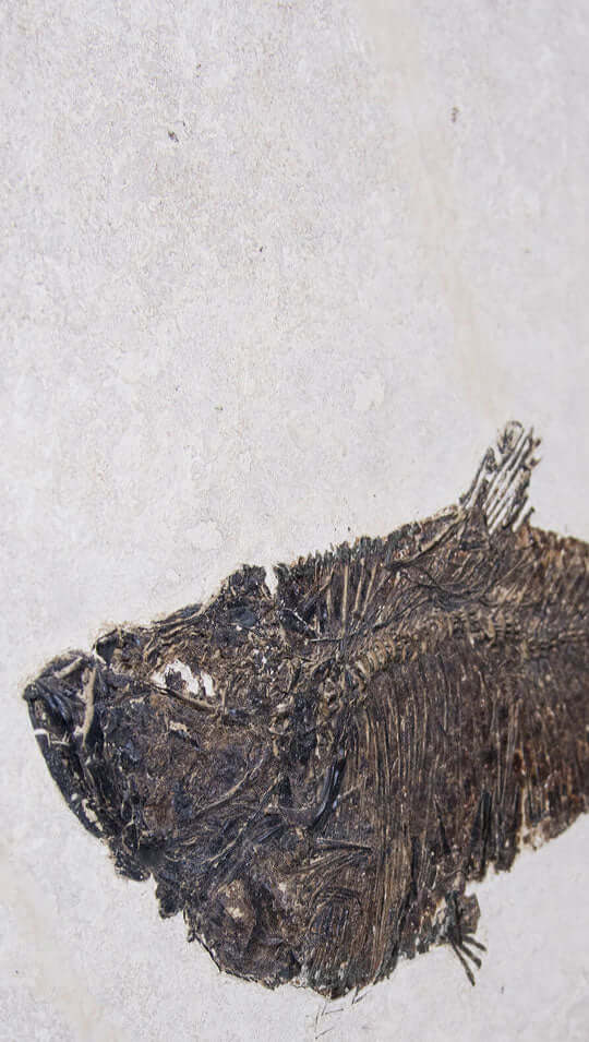 Museum-quality fossil diplomystus fish for sale by THE FOSSIL STORE for interior fossil wall design