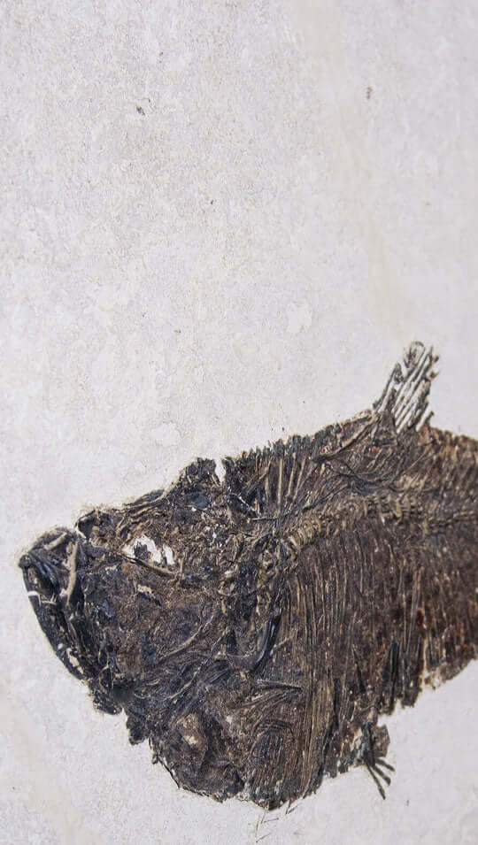 Fossil fish frames and tiled walls