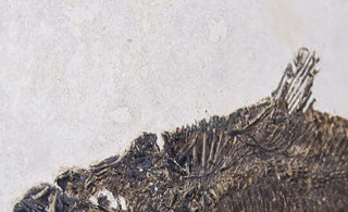 Bespoke Framed Fossil Fish