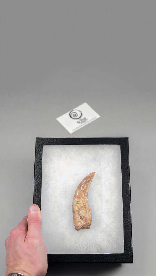 Museum-quality Spinosaurus fossils for sale by THE FOSSIL STORE for interior fossil Spinosaurus dinosaur claws