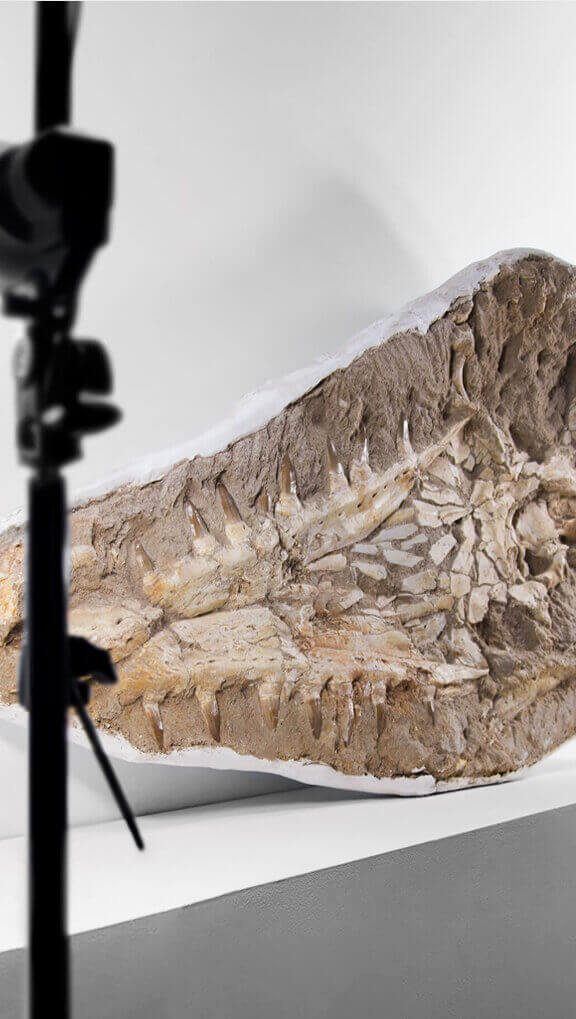 Museum-quality Mosasaurus fossils for sale by THE FOSSIL STORE for interior fossil Mosasaurus shop