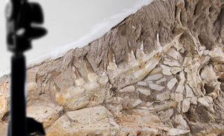 Museum-quality Mosasaurus fossils for sale by THE FOSSIL STORE for interior fossil Mosasaurus shop