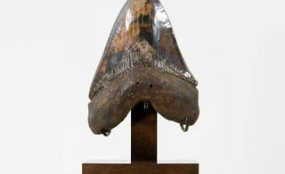 Museum-quality fossil Megalodon shark tooth for sale by THE FOSSIL STORE for interior fossil shop displays