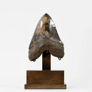 Museum-quality fossil Megalodon shark tooth for sale by THE FOSSIL STORE for interior fossil shop displays