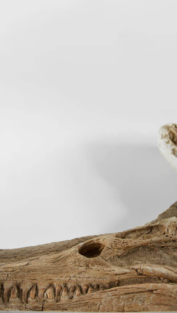 Museum-quality Crocodile fossils for sale by THE FOSSIL STORE for interior fossil Dyrosaurus crocodiles
