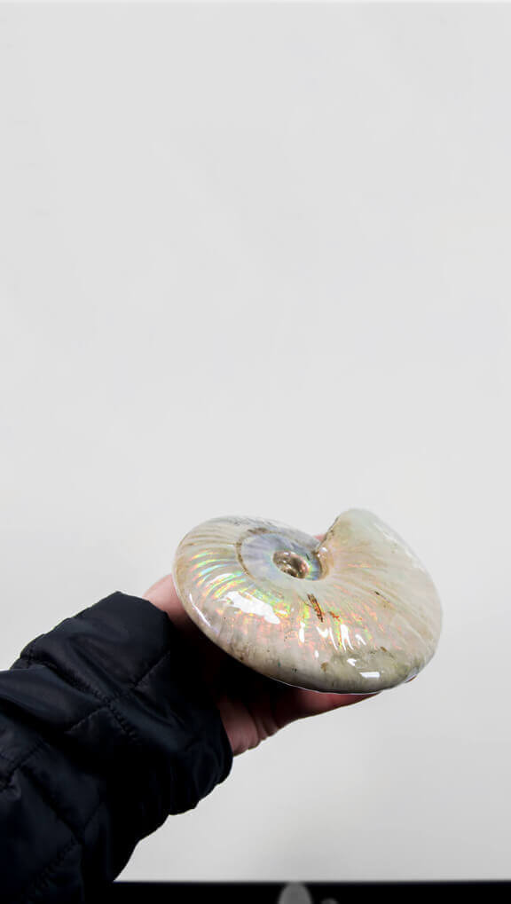 Cleoniceras Ammonite Opalescent Shell