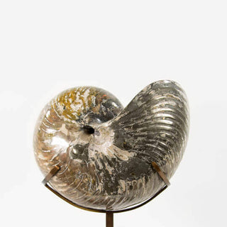 Museum-quality fossil nautilus for sale by THE FOSSIL STORE for interior fossil nautiloids shop