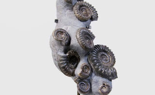 Ammonites on bronze stand