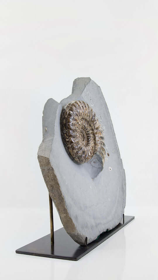 Museum-quality fossil investments for sale by THE FOSSIL STORE for interior fossil investments