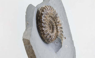 Museum-quality fossil investments for sale by THE FOSSIL STORE for interior fossil investments