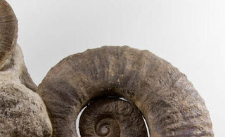 Ammonites for sale