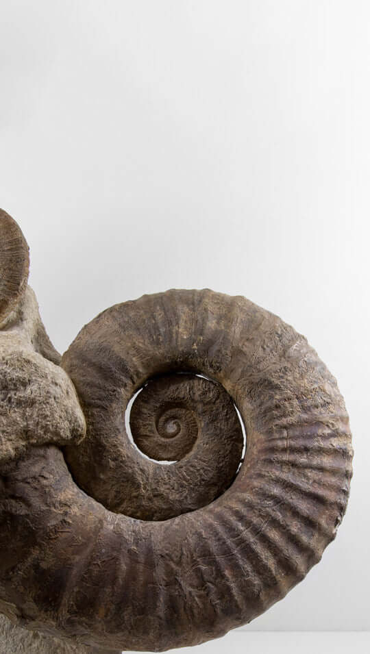 Ancyloceras ammonites for sale
