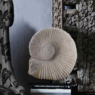 Interior Ammonite fossils for sale at THE FOSSIL STORE presented on bronze stands