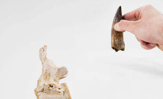 Museum-quality dinosaur specimen fossils for sale by THE FOSSIL STORE for interior fossil dinosaurs specimens