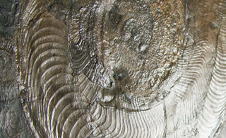 Holzmaden ammonites