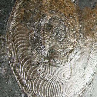 Holzmaden ammonites
