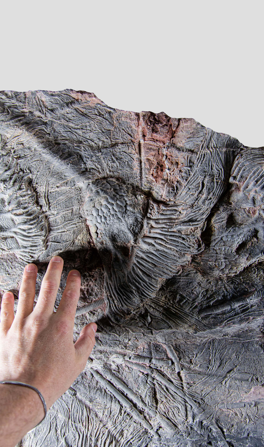 Scyphocrinus elegans crinoid and the great extinction event of the permian period