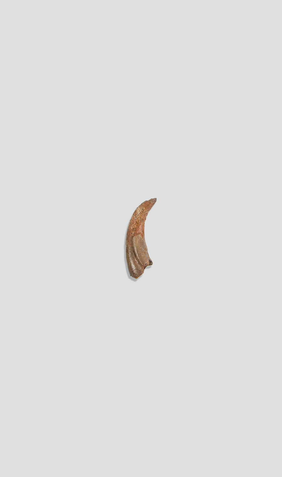 Deltadromeus Agilis